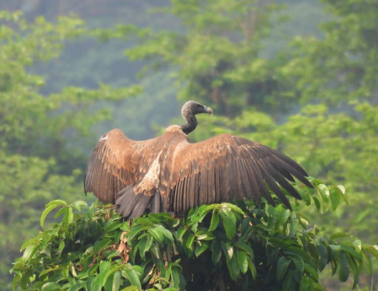 Vulture Decline in India Has Caused Half a Million Human Deaths