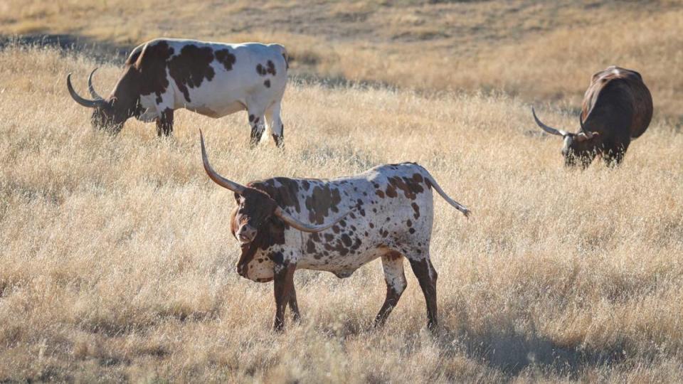 Why are those longhorns grazing off Highway 101? How picturesque cattle got to SLO County