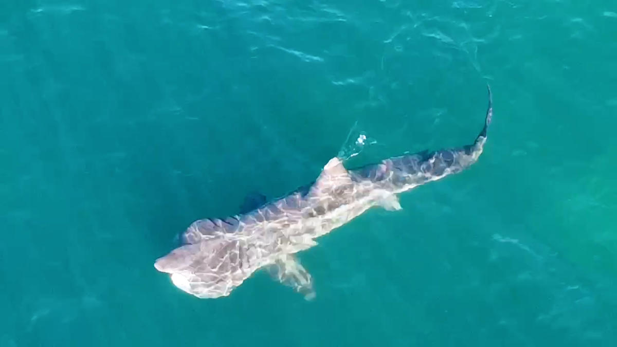 ’10 metre’ shark filmed cruising just metres off the British coastline