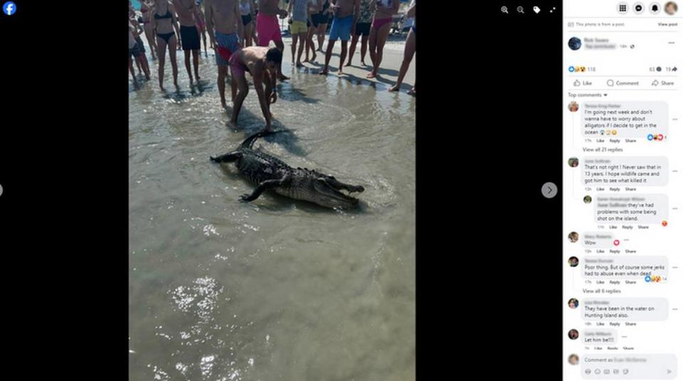 Alligator carcass washes onto Hilton Head Island beach. How it got there is a ‘mystery’