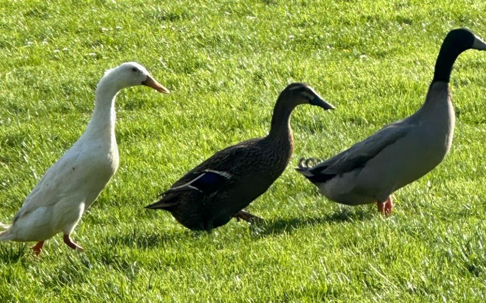 American viscountess’s pet duck Quackers strangled by dog walker