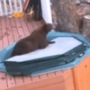 Bear Caught on Camera Taking Dip in California Hot Tub