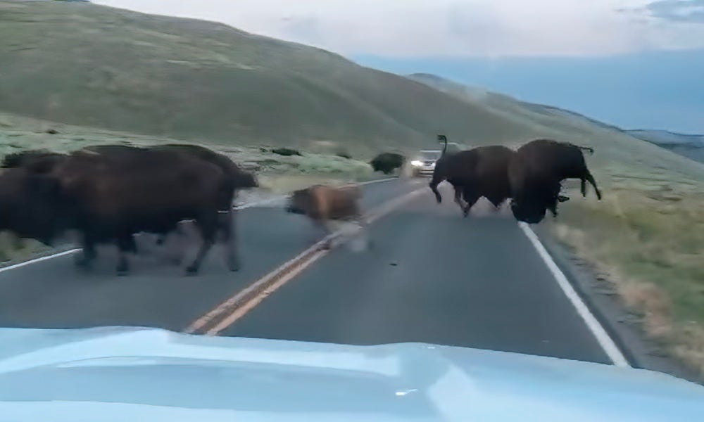 Bison clash for the ages caught on video during Yellowstone rut