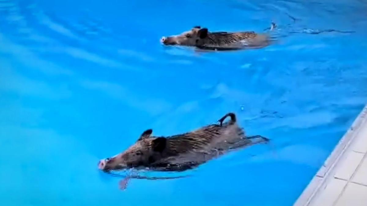 Cheeky wild piglets sneak into swimming pool for morning dip