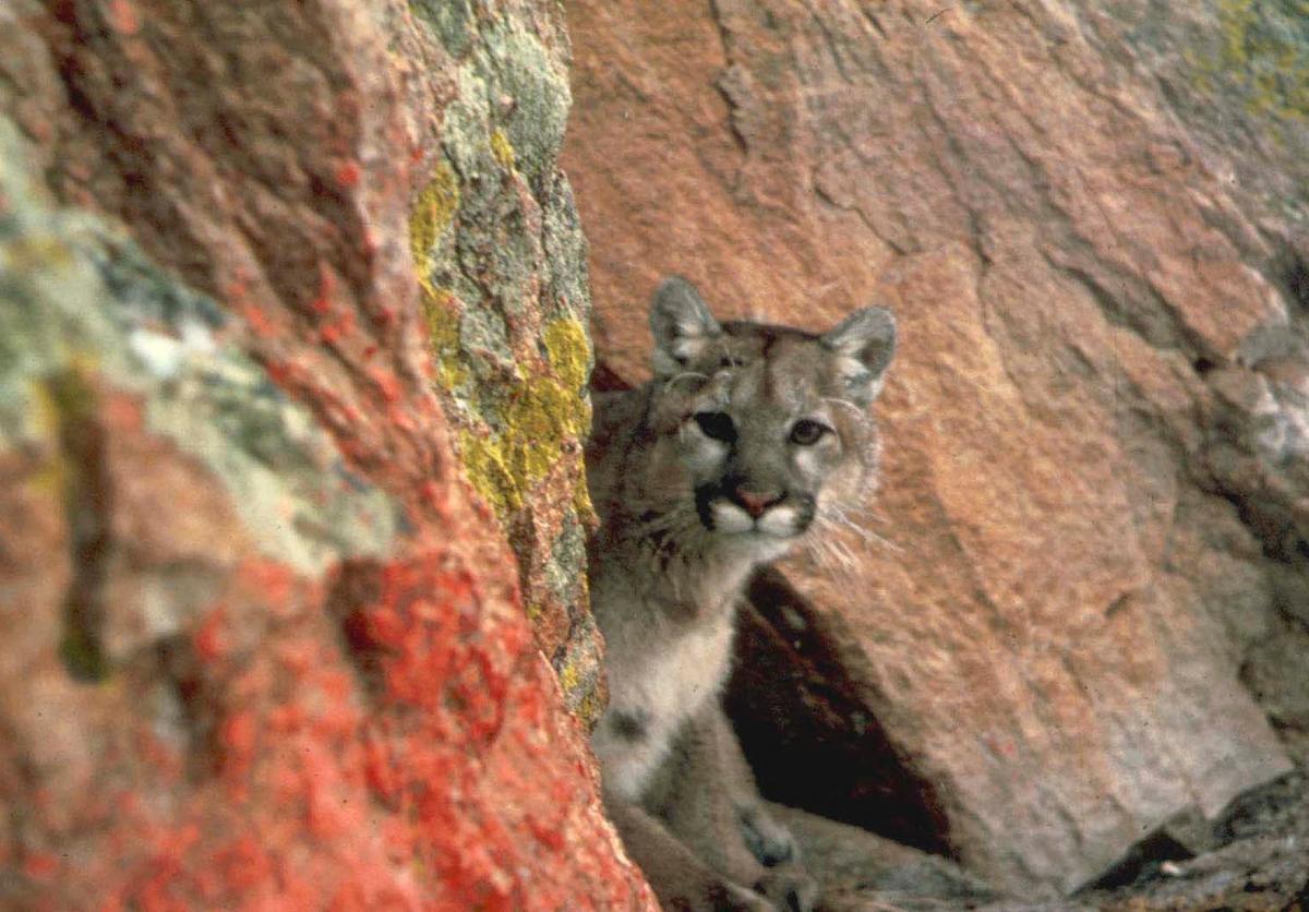 Cougar spotted climbing trees, roaming yards in South Eugene