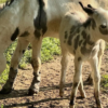 Dakota Zoo Welcomes New Baby Donkey with the Cutest Coloring Pattern