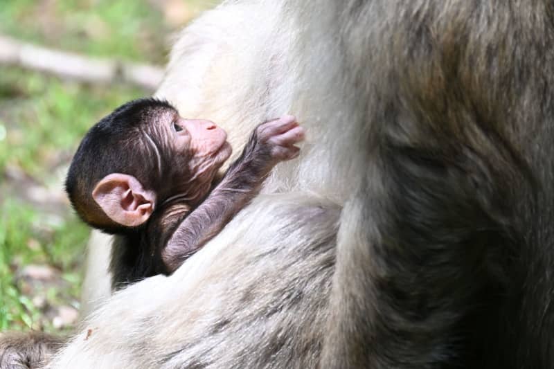 Escaped macaque from German wildlife park caught in apple tree