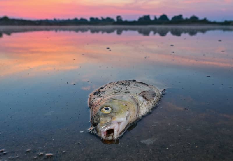 Fish clog Polish reservoir two years after Oder contamination