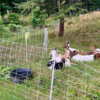 Goats tame overgrowth at Michigan Beach Park in Charlevoix