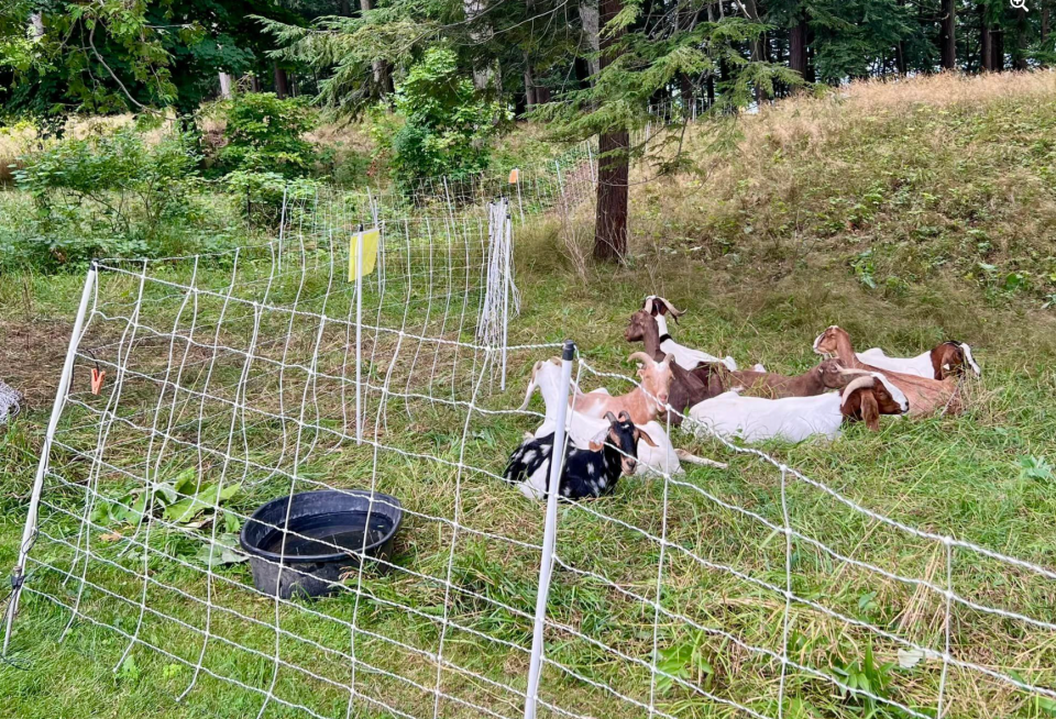 Goats tame overgrowth at Michigan Beach Park in Charlevoix