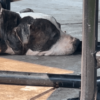 ‘I am a good boy:’ Note left with 17-year-old abandoned dog tied to park table