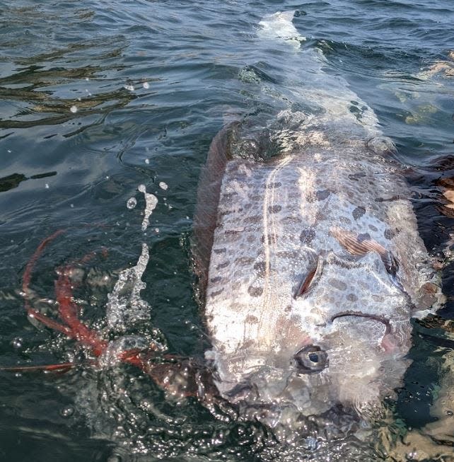 ‘Incredibly rare’ dead sea serpent surfaces in California waters; just 1 of 20 since 1901