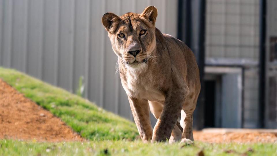 Lion rescued from Ukraine takes first steps outside