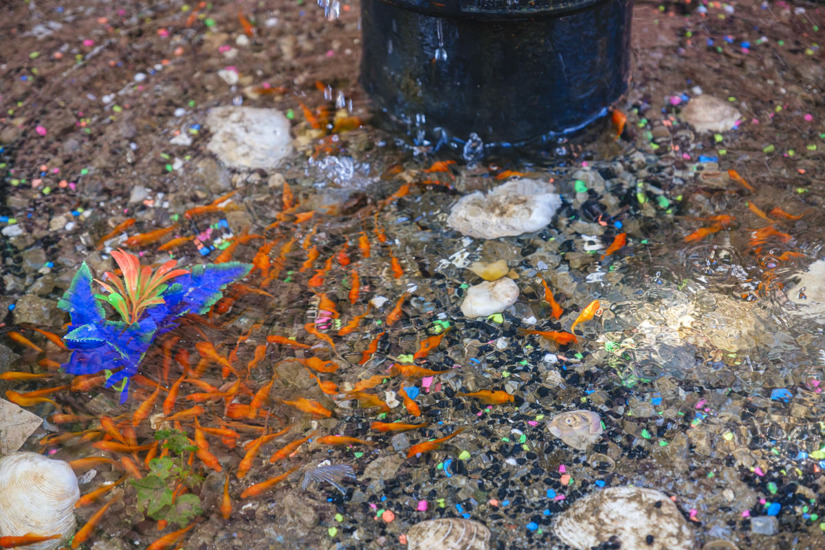 Makeshift goldfish aquarium under leaking Brooklyn hydrant prompts rescue heist