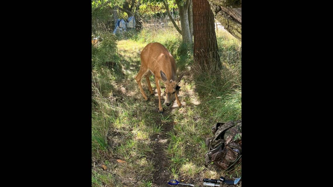 Mama deer wandered for days with an object on foot — until WA rescuers called to help