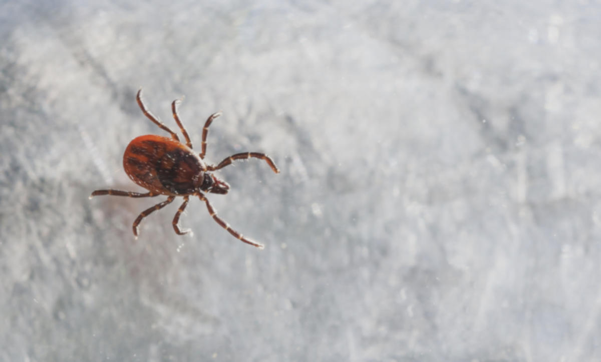 Officials issue critical warning after several US states confirm cases of serious disease spread by ticks: ‘Projected to increase’