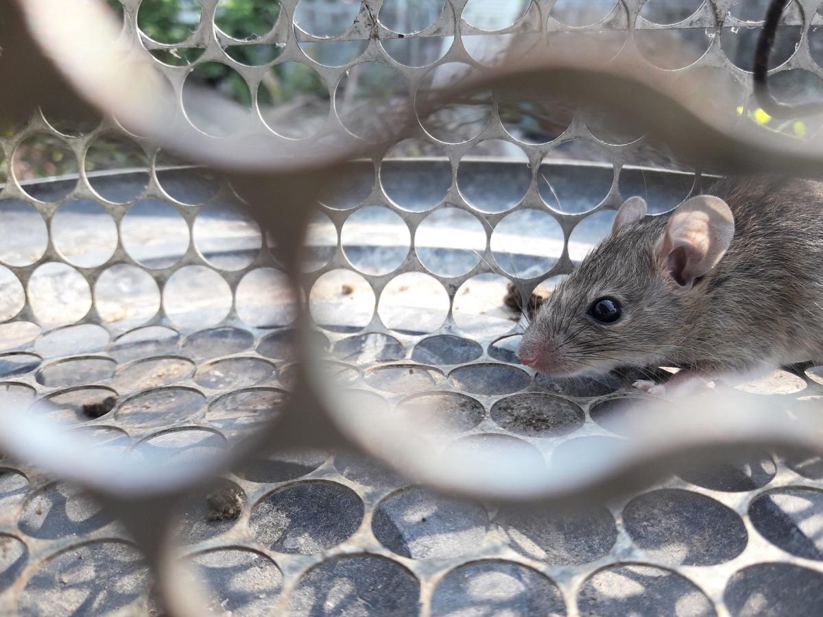 Officials offer critical warning after US state confirms cases of rare but serious infection spread by animals: ‘It is transmitted by various rodents’