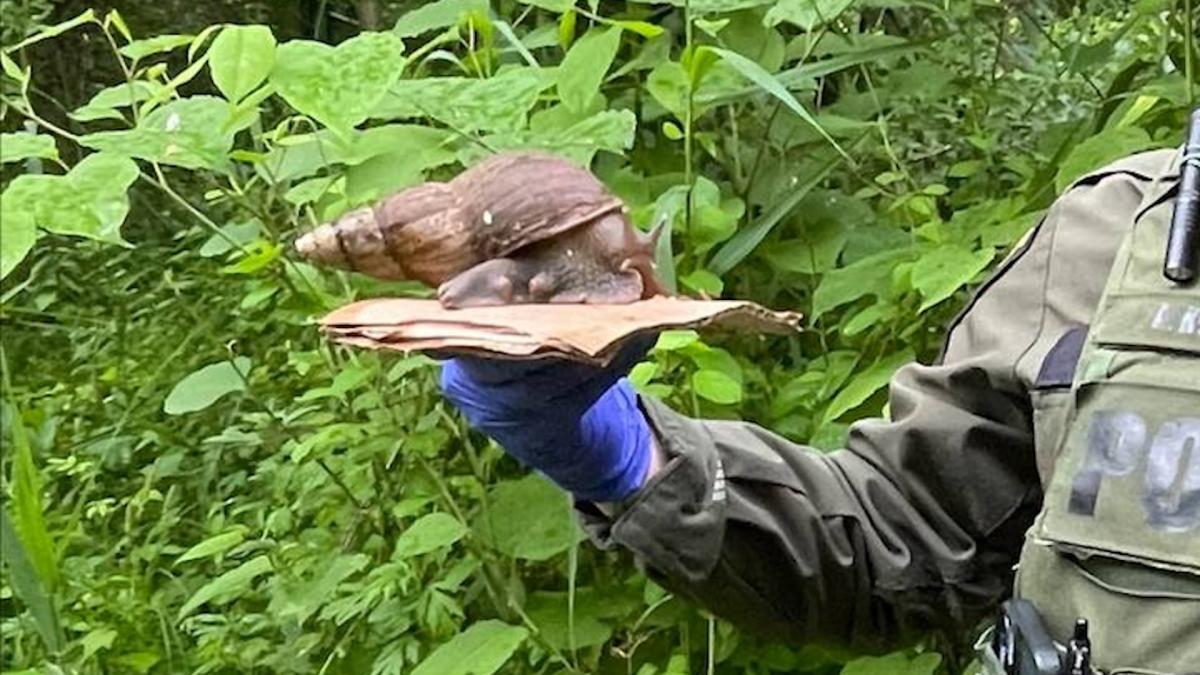 Officials speak out after major US city confirms sighting of giant, disease-carrying snail: ‘The discovery is a frustrating addition…’