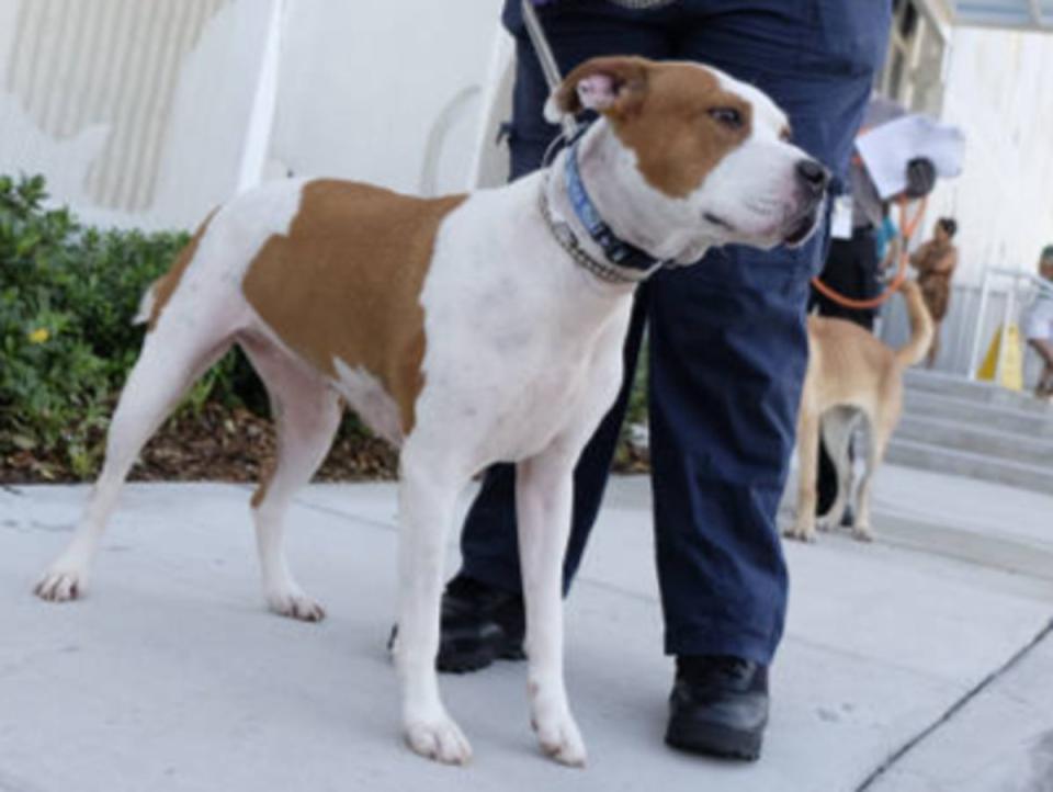 Police hunting for two American bulldogs after man found dead outside home