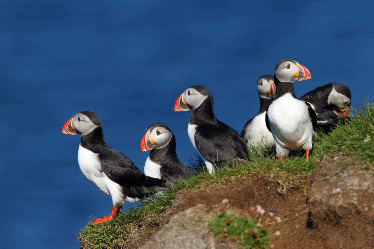 Puffin rescued after dog’s alert leads to dramatic rescue: ‘He just refused to move’