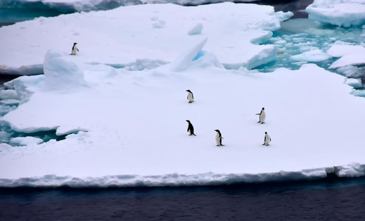 Scientists sound the alarm after making puzzling discovery about ‘floating’ continent: ‘It’s happening so rapidly that we can see these large effects even in a human lifetime’