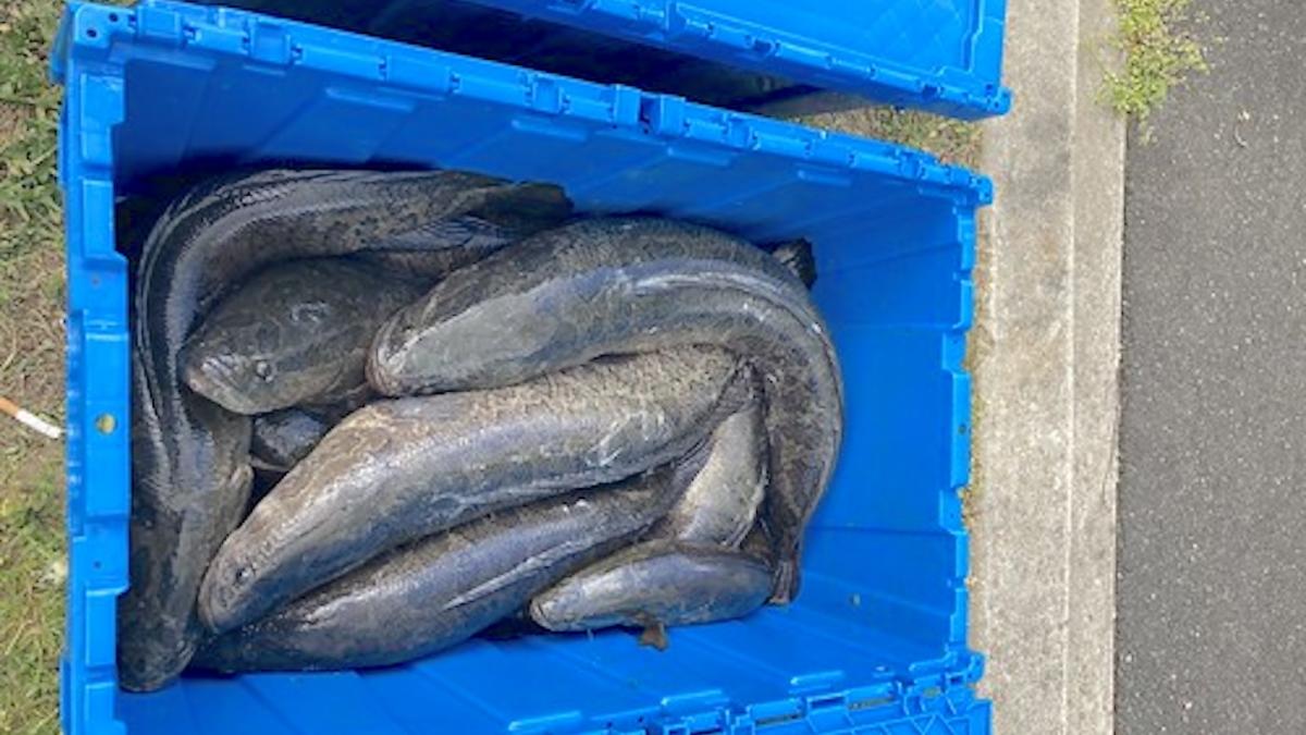 Technicians remove nearly 20,000 pounds of pest species from dam and donate it to local food bank: ‘Can amplify our ability to manage invasive fishes and limit their spread’