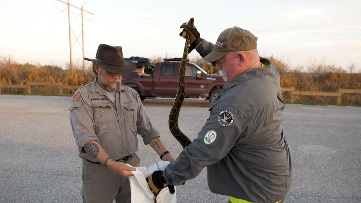 The hunt is on in the Everglades for invasive Burmese pythons