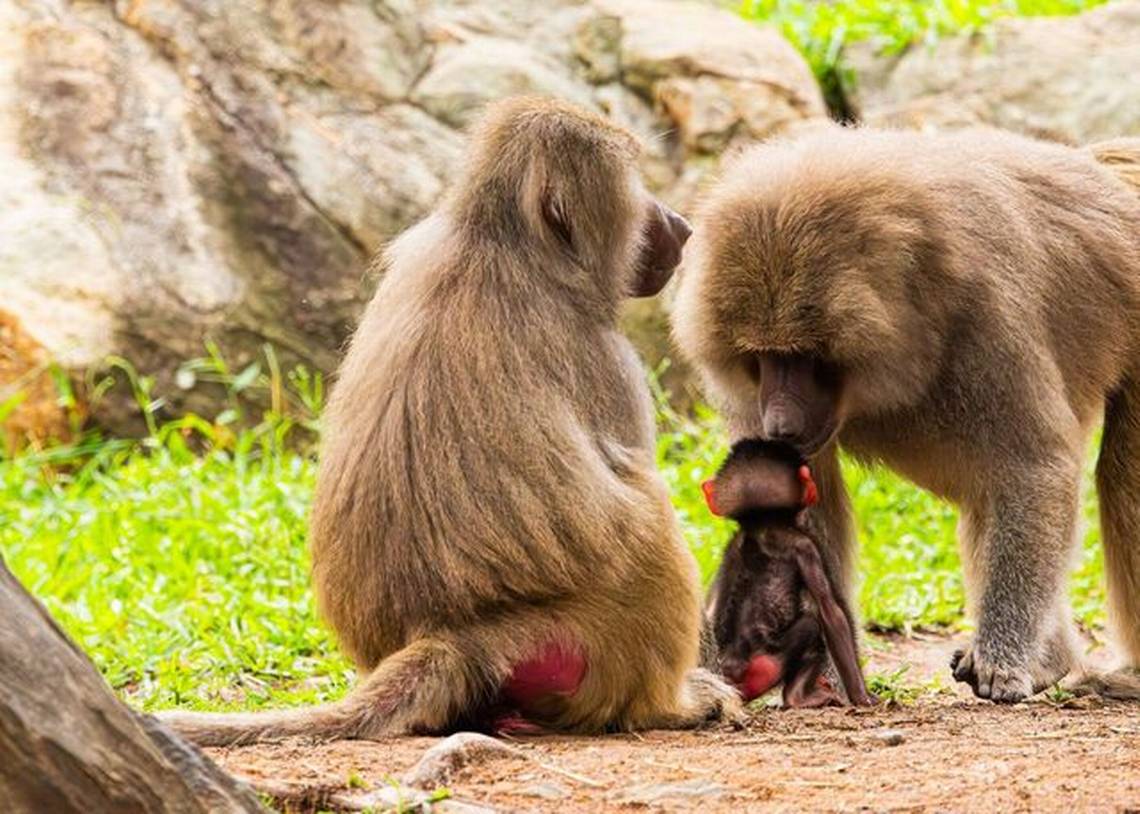 The North Carolina Zoo is enjoying a baby boom. Meet Winnie, its newest addition.