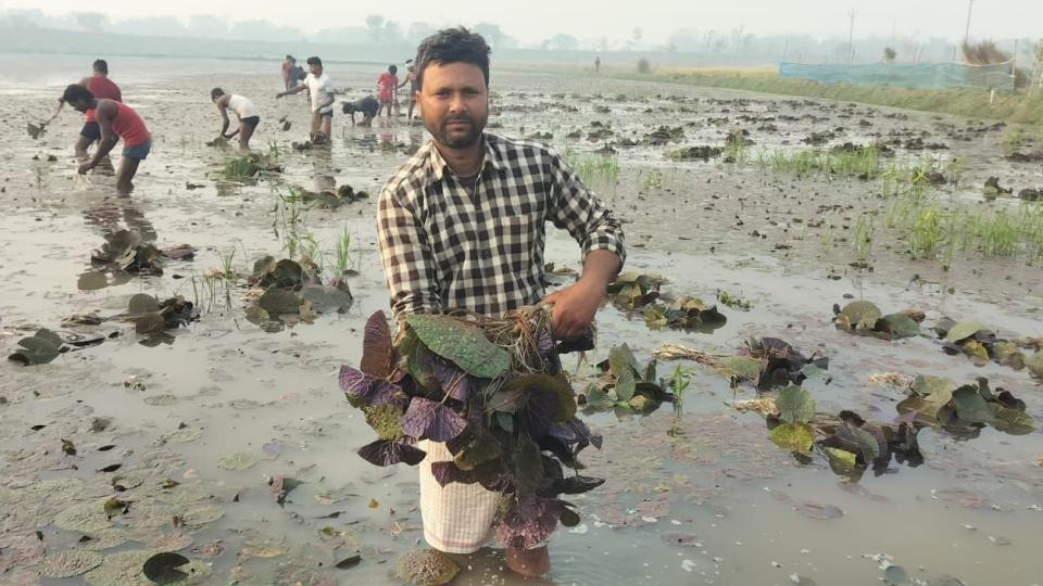 The ‘superfood’ taking over fields in northern India