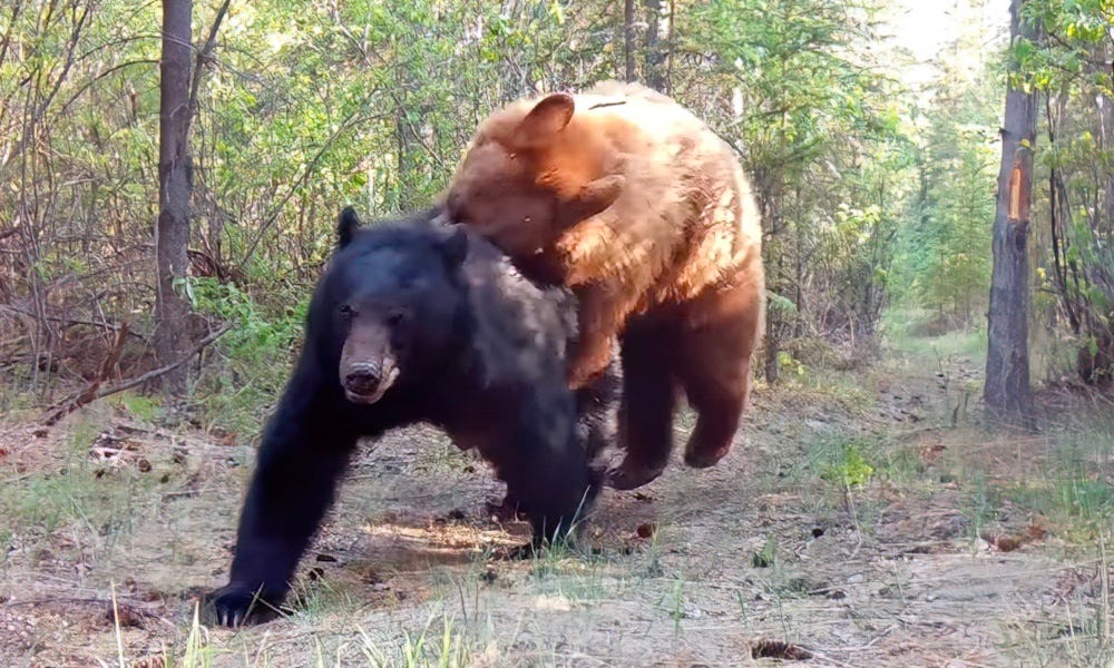 Trail-cam footage shows bears ‘foreplaying’ in Yukon forest