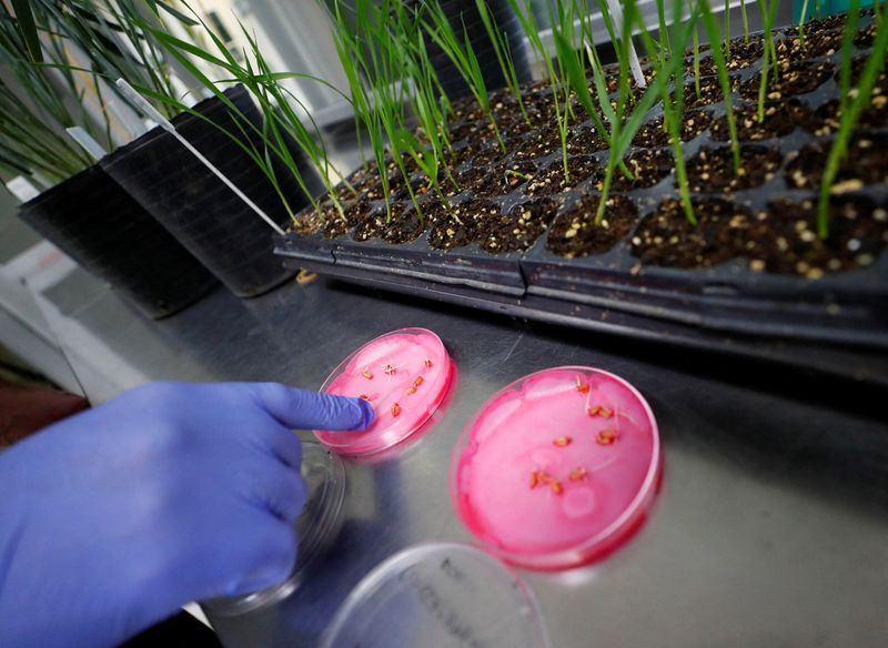 US says genetically modified wheat safe to grow, pending trials