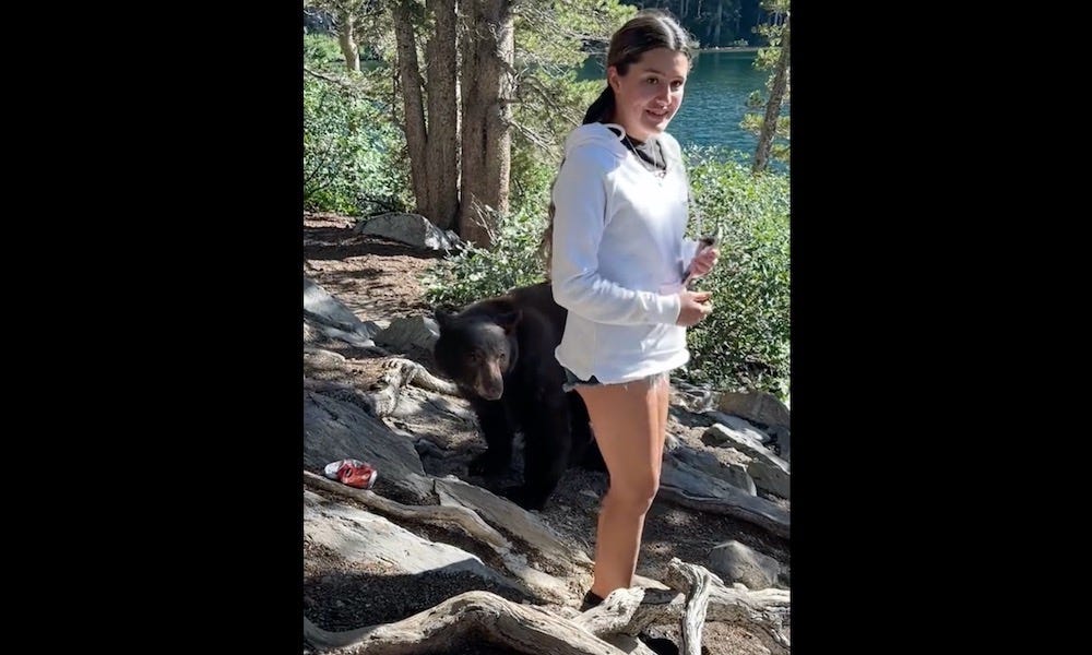 Watch: Black bear approaches girl, grabs her leg in ‘scary moment’