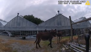 WATCH: Ohio officers called to corral several donkeys