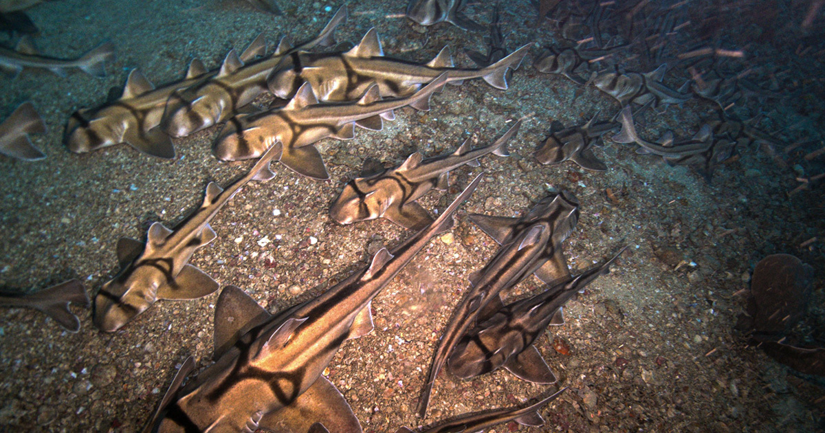 Watch Thousands of Sleeping Sharks Form a “Carpet” on the Ocean Floor