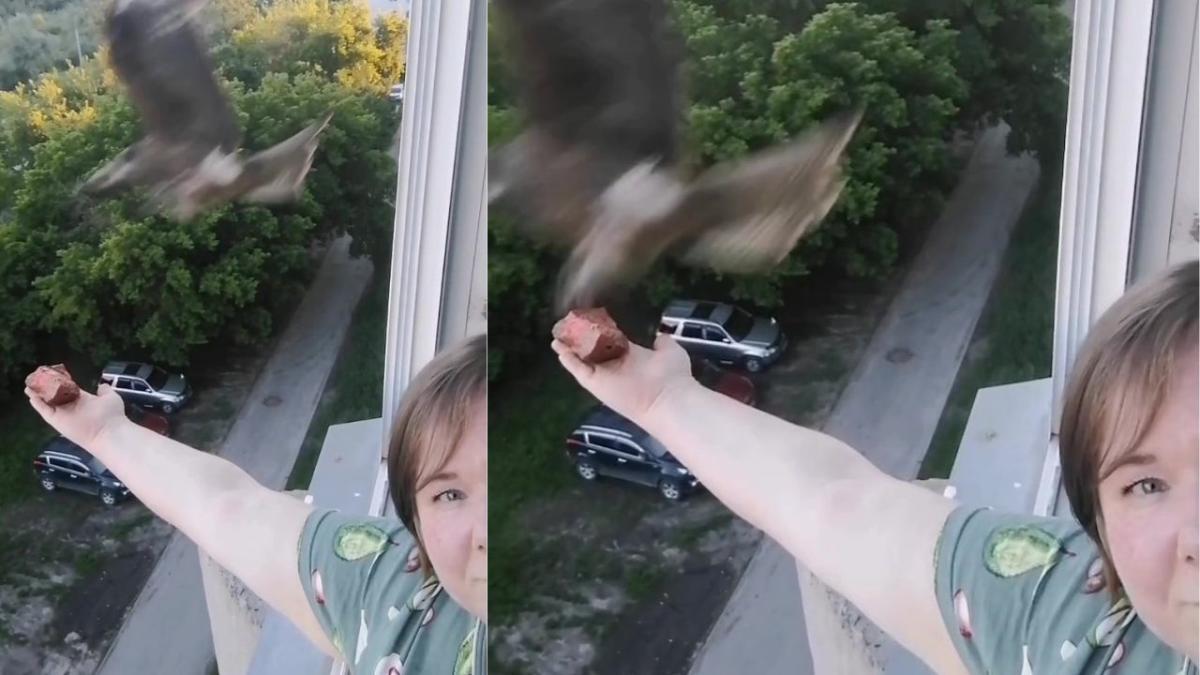 Woman befriends bird of prey and feeds it by holding food outside her window