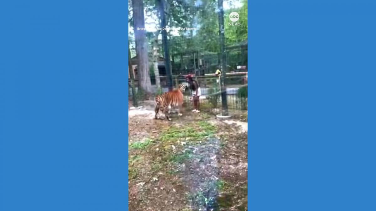 Woman nearly bitten by tiger after hopping fence at New Jersey zoo