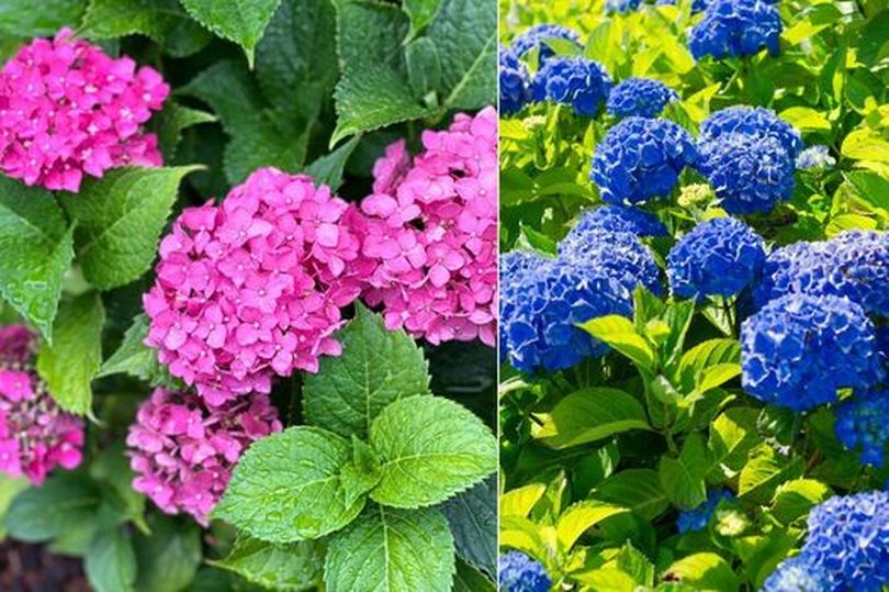 Woman turns hydrangeas blue with ‘fantastic’ household food scrap