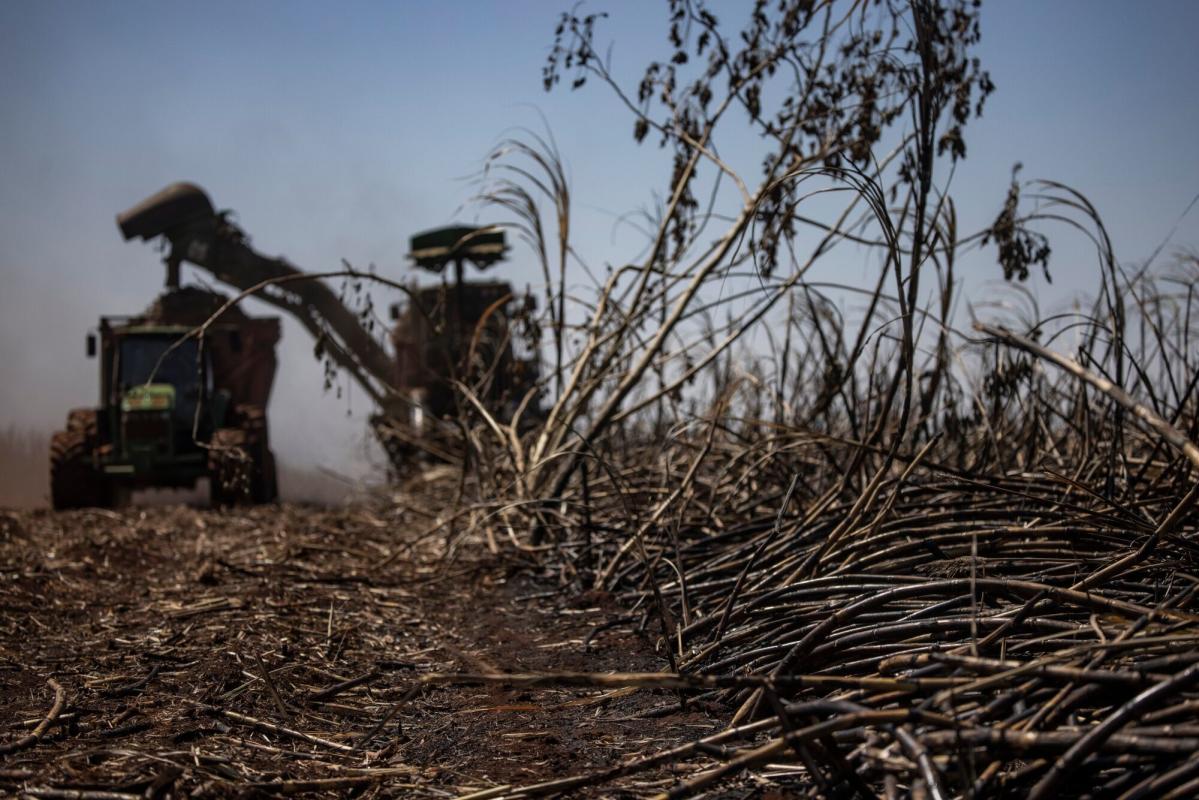 Worst Drought in 40 Years Puts Brazil’s Major Crops at Risk