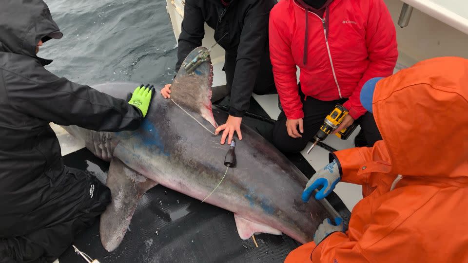 A pregnant shark was tagged and monitored for 5 months, then disappeared. Scientists now know its fate