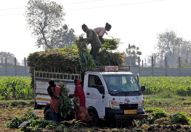 Analysis-Ethanol push turns India into corn importer, shaking up global market