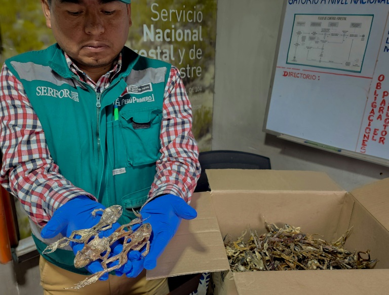 Andean ‘Viagra’: Peru seizes hundreds of frogs used as aphrodisiacs