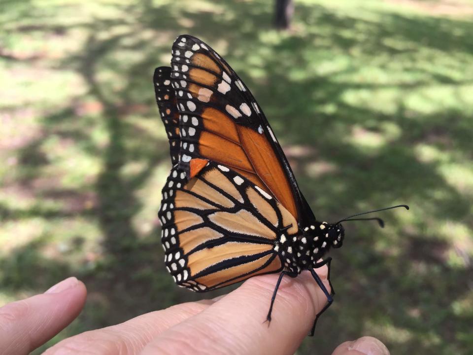 Attending Butterfly Festival in Oak Ridge? Here’s the scoop on parking, activities, more