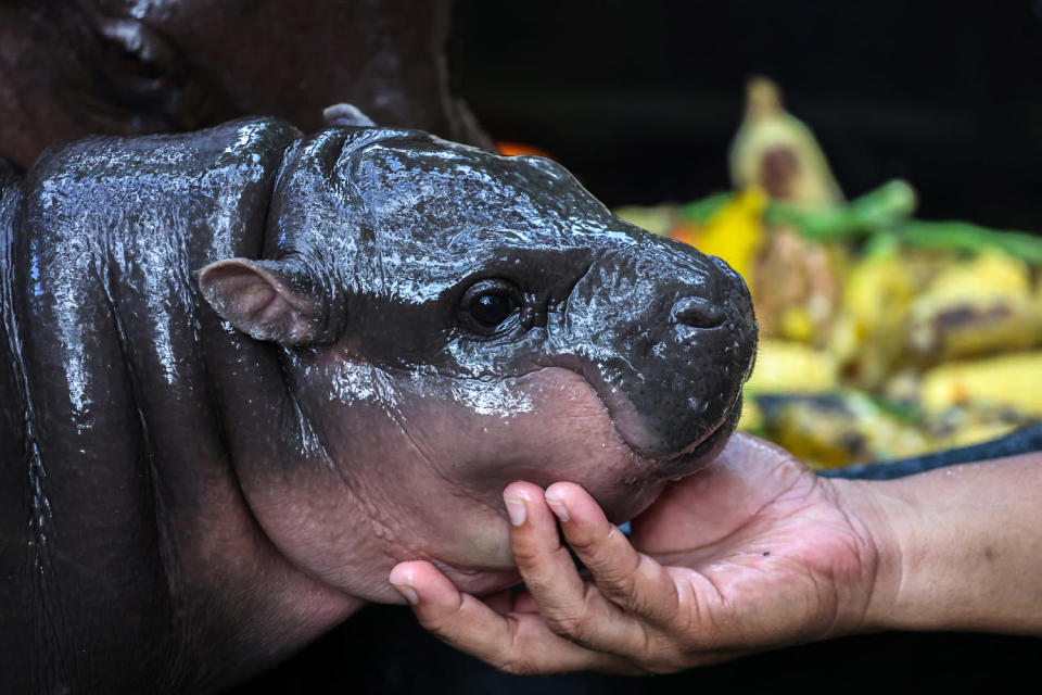 Baby pygmy hippo Moo Deng is a TikTok star, but her keepers are worried