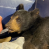 Bear Cub Picked Up at Side of Highway Has Taco Bell-Fueled Road Trip Before Animal Services Step In