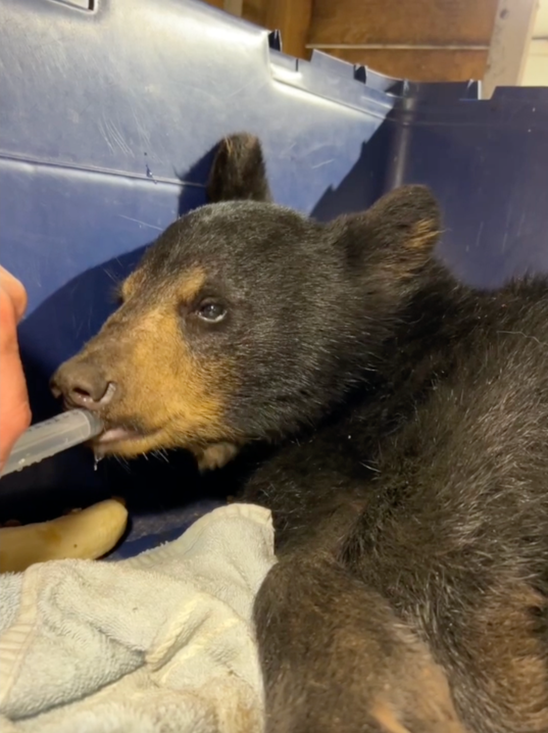 Bear Cub Picked Up at Side of Highway Has Taco Bell-Fueled Road Trip Before Animal Services Step In