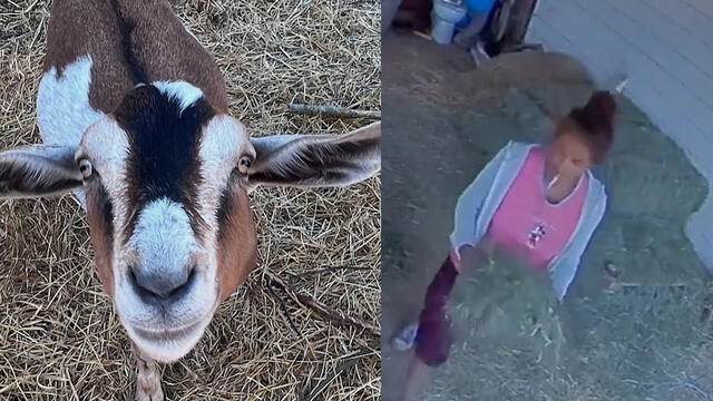 Caught on Camera: Pet Goats Stolen From California Home