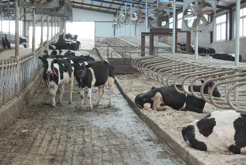 China dairy farms swim in milk as fewer babies, slow economy cut demand