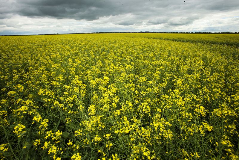 China hits Canada with anti-dumping probe on canola imports, Ottawa deeply concerned