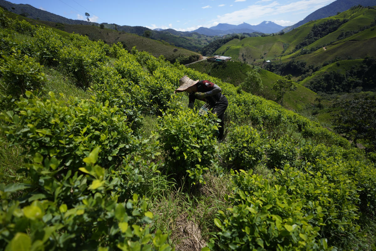 Cocaine trade in the rugged Micay Canyon threatens Colombia’s peace efforts