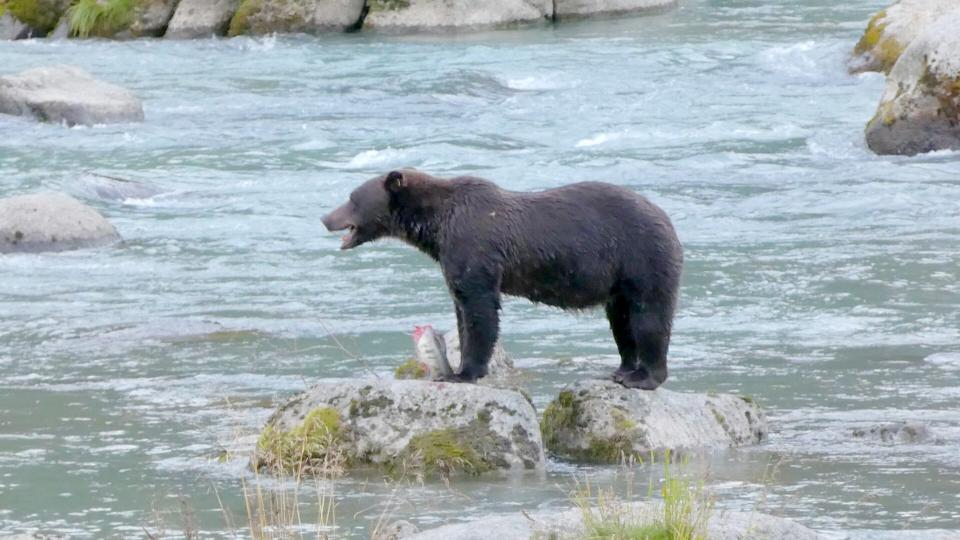 Count salmon. Get paid. Expect grizzlies.